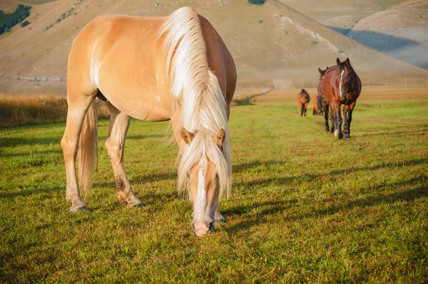 Paarden door het eten van voedsel aan de voet van de bergen in het monte — Stockfoto