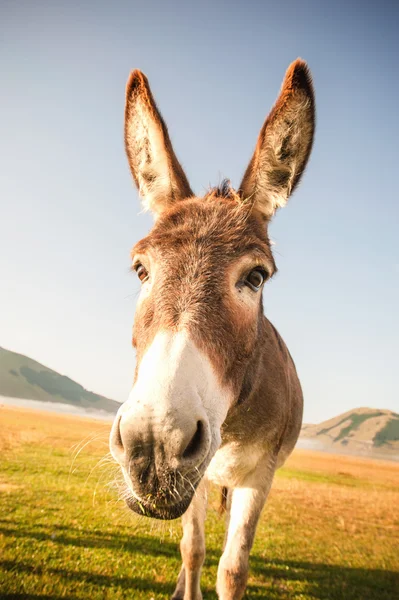 Donkey eating the grass in the foothills of the Monte Sibillini — Stock Photo, Image
