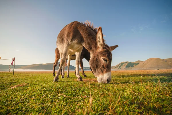 Esel frisst das Gras in den Ausläufern des monte sibillini — Stockfoto