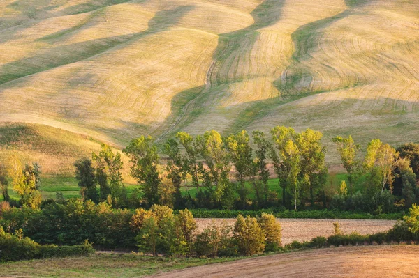 Campo ondulato con alberi luce dorata del tramonto — Foto Stock