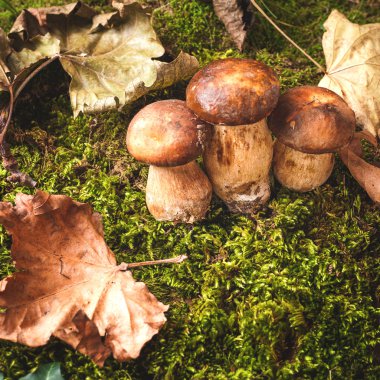 Sonbahar kafamız yeşil yosun