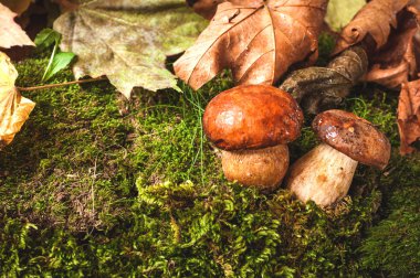 Sonbahar kafamız yeşil yosun