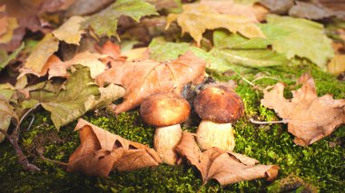 Sonbahar kafamız yeşil yosun