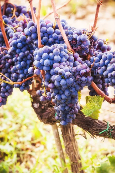 Uvas en la vid — Foto de Stock