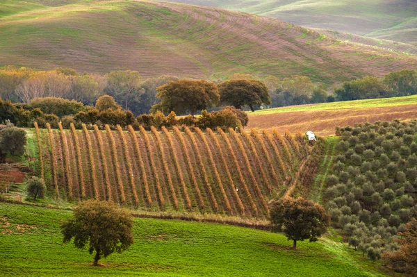 La belle campagne toscane autour de San Quirico d'Orcia, Ita — Photo