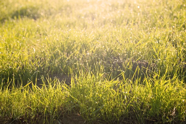 Grünes Gras im Licht der aufgehenden Sonne — Stockfoto