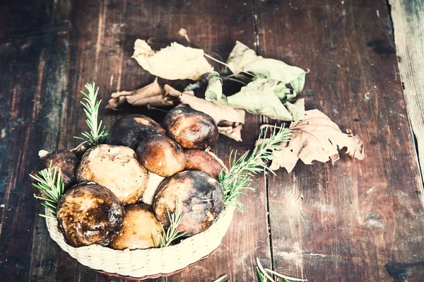 Bos paddestoelen in de mand — Stockfoto