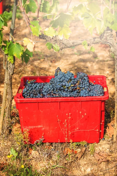 Cosecha de uva de otoño en Toscana, Italia — Foto de Stock