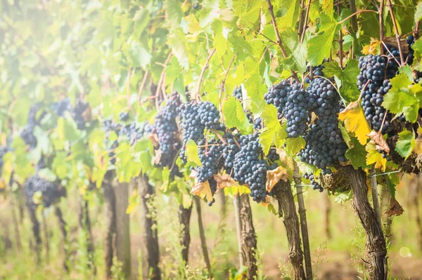 Colheita de uvas de outono na Toscana, Itália — Fotografia de Stock