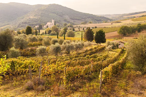 Italiaanse middeleeuwse ' kerk tussen wijngaarden, Tuscany — Stockfoto