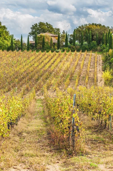 Campos de vinhas na paisagem italiana — Fotografia de Stock