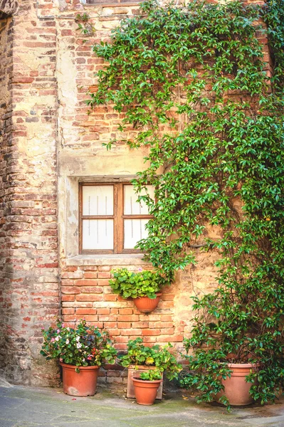 Okno z roślin — Zdjęcie stockowe