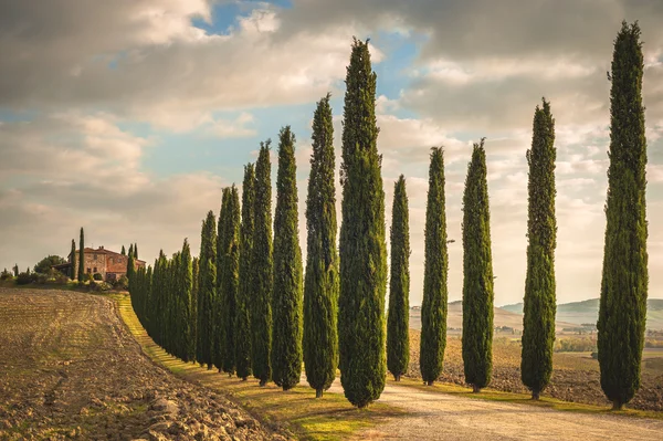 Toskanische Zypressen auf dem Heimweg — Stockfoto