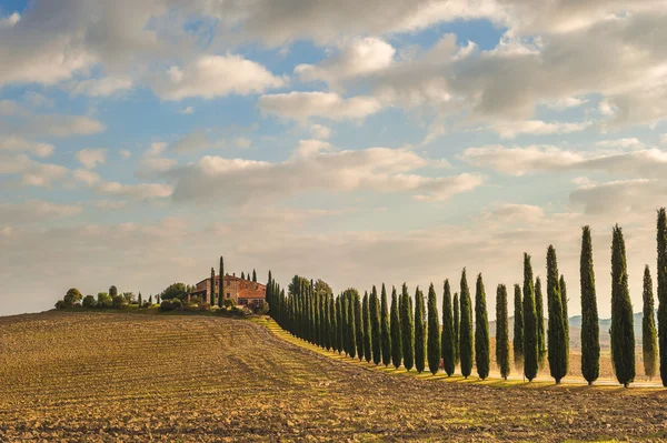 Cipressi toscani tornando a casa — Foto Stock