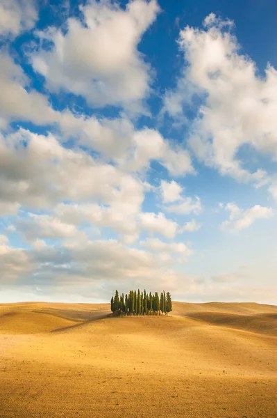 Warna musim gugur pada bidang dengan Cypress — Stok Foto