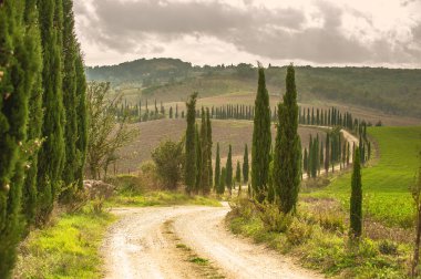 Cypress yol Toskana peyzaj