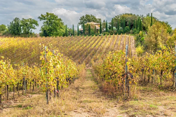 Поля виноградников в итальянском ландшафте — стоковое фото