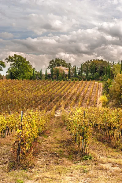 Campos de viñedos en el paisaje italiano — Foto de Stock