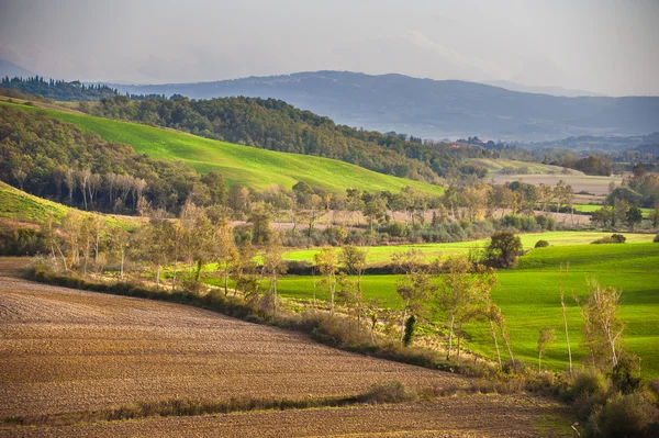 Campos verdes e floresta na paisagem — Fotografia de Stock