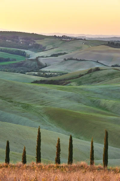 Cypress Tuscany in the beautiful landscapes of the setting sun. Stock Image