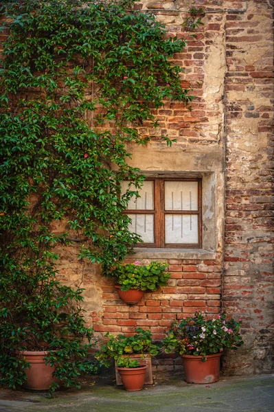 Bitki içeren pencere — Stok fotoğraf