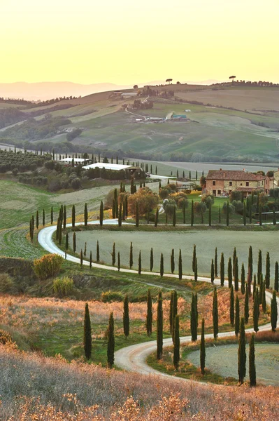 Cypress Toscana i det vackra landskapet i solnedgången. — Stockfoto