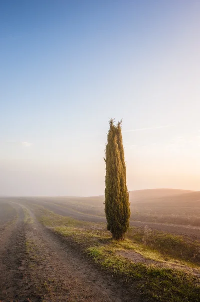 Toskanische Zypressen auf den Feldern in einem fantastischen Licht der Sonne — Stockfoto
