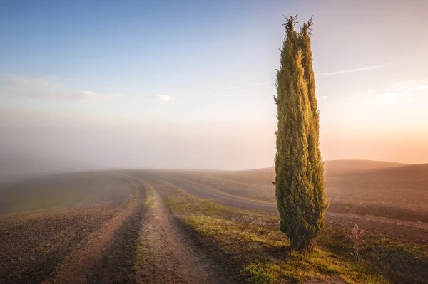 Árboles de ciprés toscanos — Foto de Stock