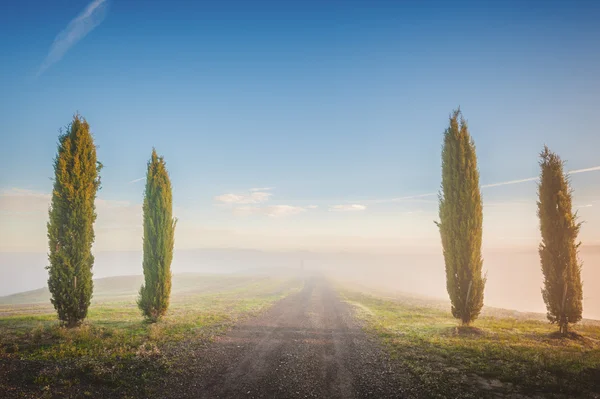 Árboles de ciprés toscanos en los campos en una luz fantástica de la r — Foto de Stock