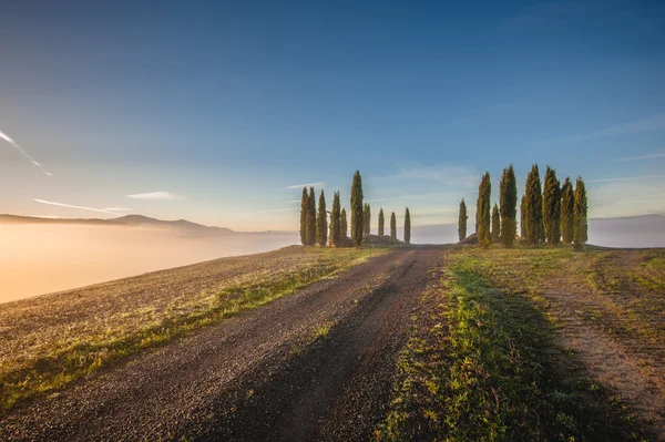 Tuscan cypress trees on the fields in a fantastic light of the r — Stock Photo, Image