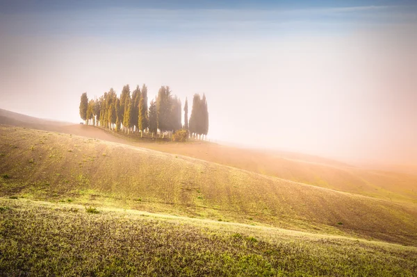 Pohon cemara Tuscan di ladang dalam cahaya yang fantastis dari r — Stok Foto