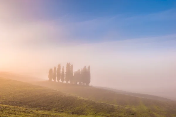 Cipreste toscano árvores nos campos em uma luz fantástica do r — Fotografia de Stock