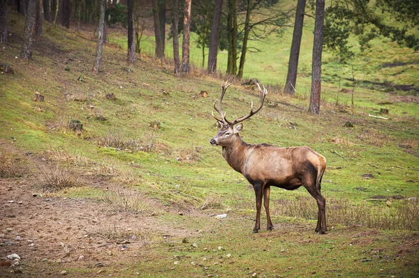 Potente veado vermelho adulto veado em ambiente natural outono outono — Fotografia de Stock