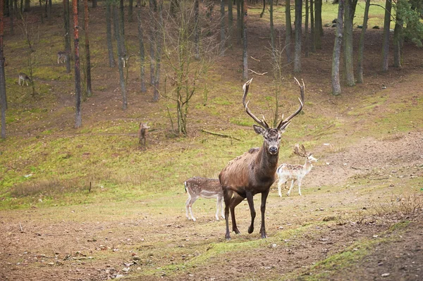 Powerful adult red deer stag in natural environment autumn fall — Stock Photo, Image