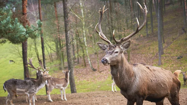 Powerful adult red deer stag in natural environment autumn fall — Stock Photo, Image