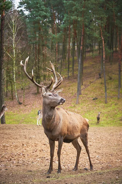 Güçlü yetişkin Kızıl geyik geyik doğal çevre sonbaharda sonbahar 
