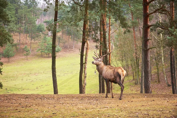 Powerful adult red deer stag in natural environment autumn fall — Stock Photo, Image