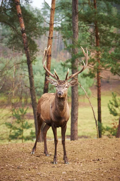 Potente veado vermelho adulto veado em ambiente natural outono outono — Fotografia de Stock