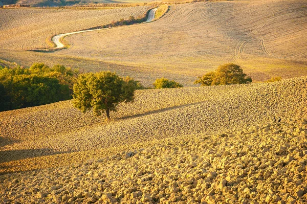 Тосканський краєвид осінніх квітів, Італія — стокове фото