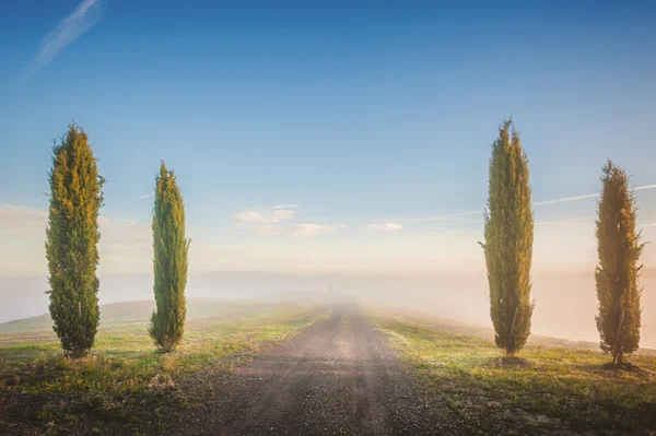 Cipressi toscani sui campi in una luce fantastica del r — Foto Stock