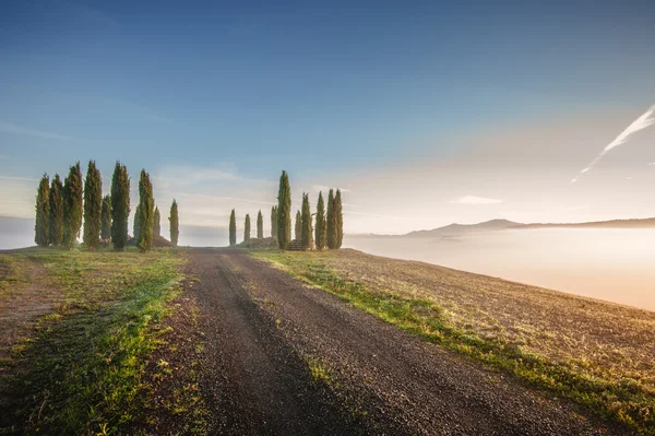 Cipressi toscani sui campi in una luce fantastica del r — Foto Stock