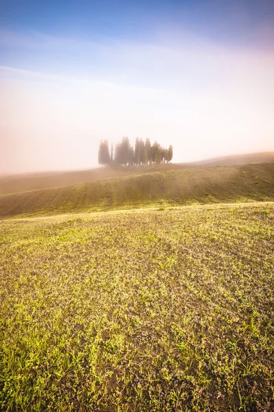 Árboles de ciprés toscanos en los campos en una luz fantástica de la r — Foto de Stock