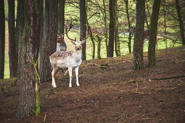 Potente cervo adulto rosso cervo in ambiente naturale autunno autunno — Foto Stock