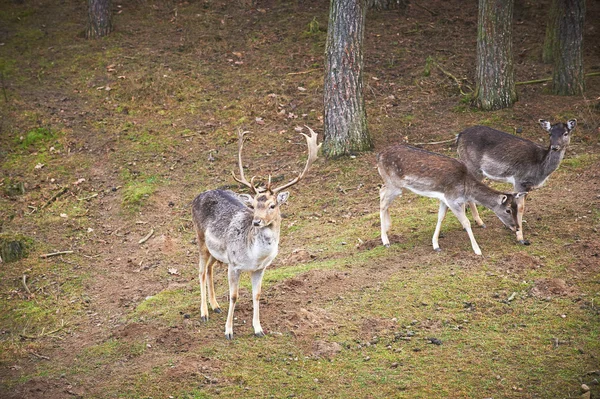 Potente cervo adulto rosso cervo in ambiente naturale autunno autunno — Foto Stock