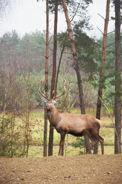 Potente veado vermelho adulto veado em ambiente natural outono outono — Fotografia de Stock