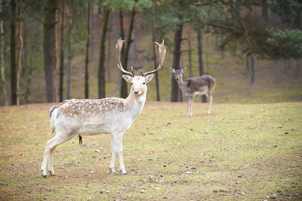 Powerful adult red deer stag in natural environment autumn fall — Stock Photo, Image