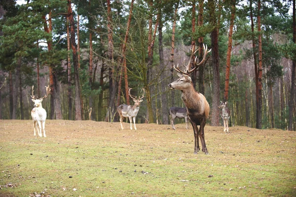 Kräftige ausgewachsene Rothirsche in natürlicher Umgebung Herbst Herbst — Stockfoto