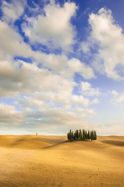 Autumn colors on the fields with Cypresses — Stock Photo, Image