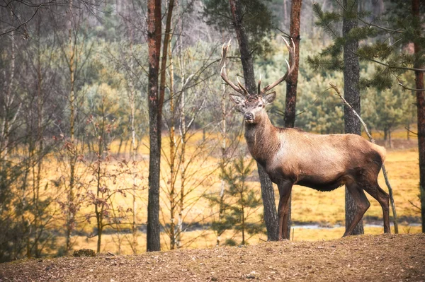 Potente ciervo rojo adulto ciervo en el ambiente natural otoño otoño — Foto de Stock