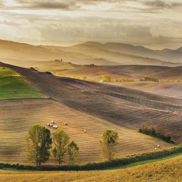 Beautiful light of the morning sun in the Tuscan landscape — Stock Photo, Image